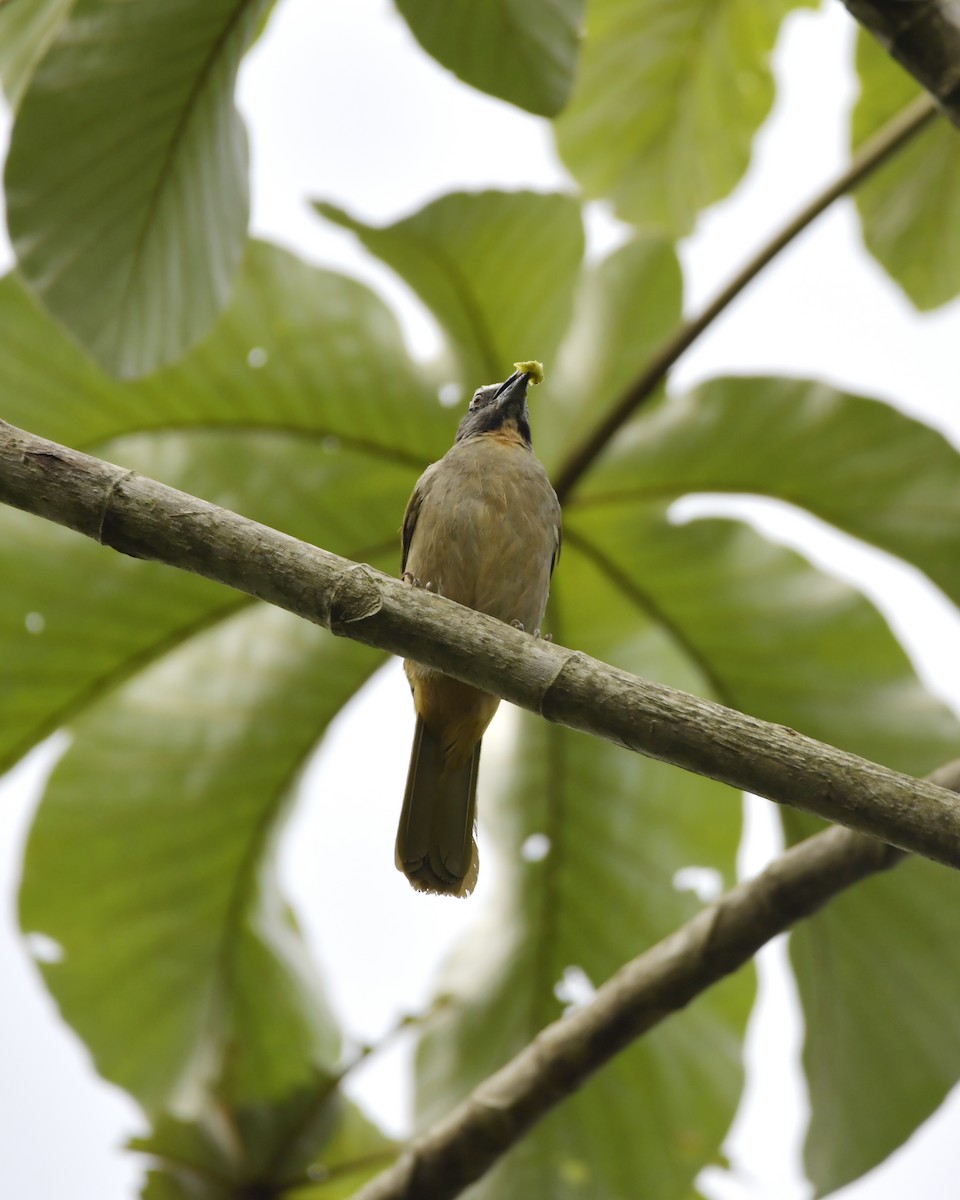 Buff-throated Saltator - Experiencia Naturaleza Edwin Avella