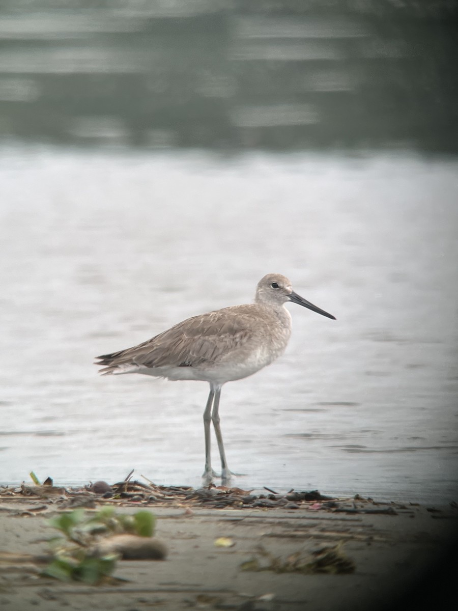 Willet - Rogers "Caribbean Naturalist" Morales