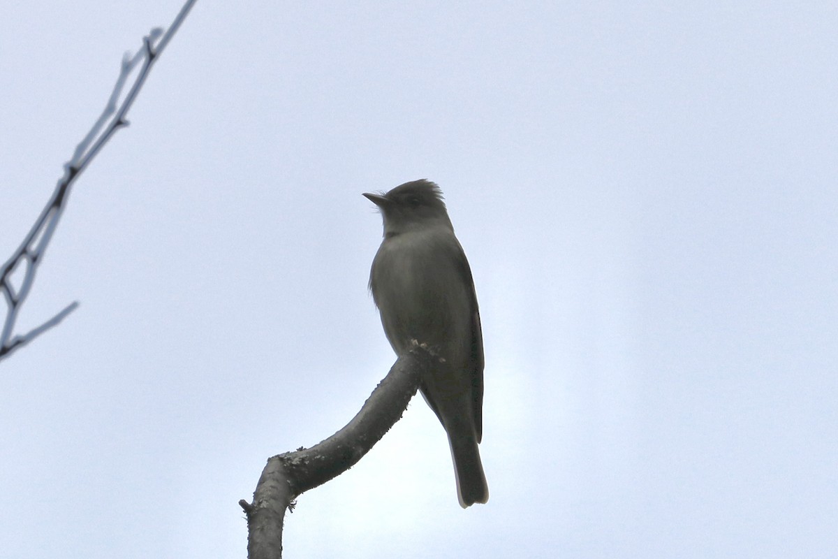 Western Wood-Pewee - Sarah von Innerebner