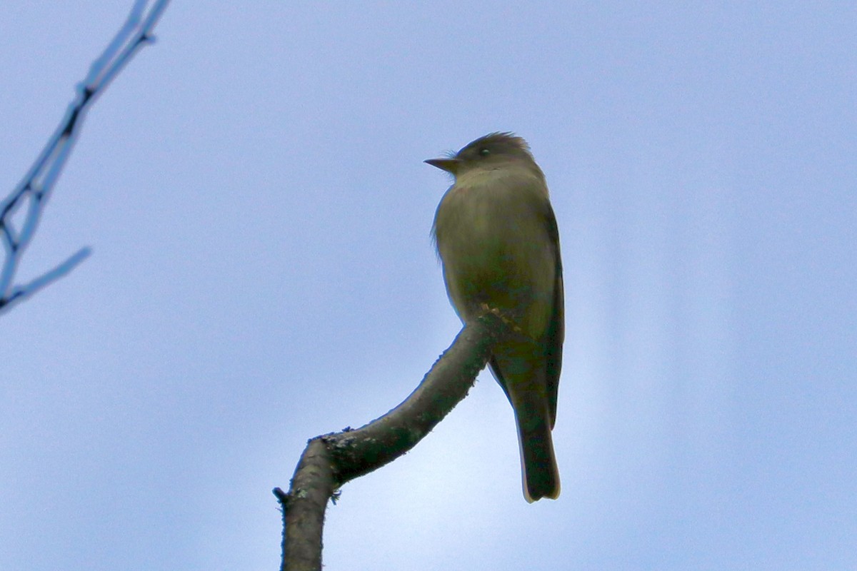 Western Wood-Pewee - Sarah von Innerebner