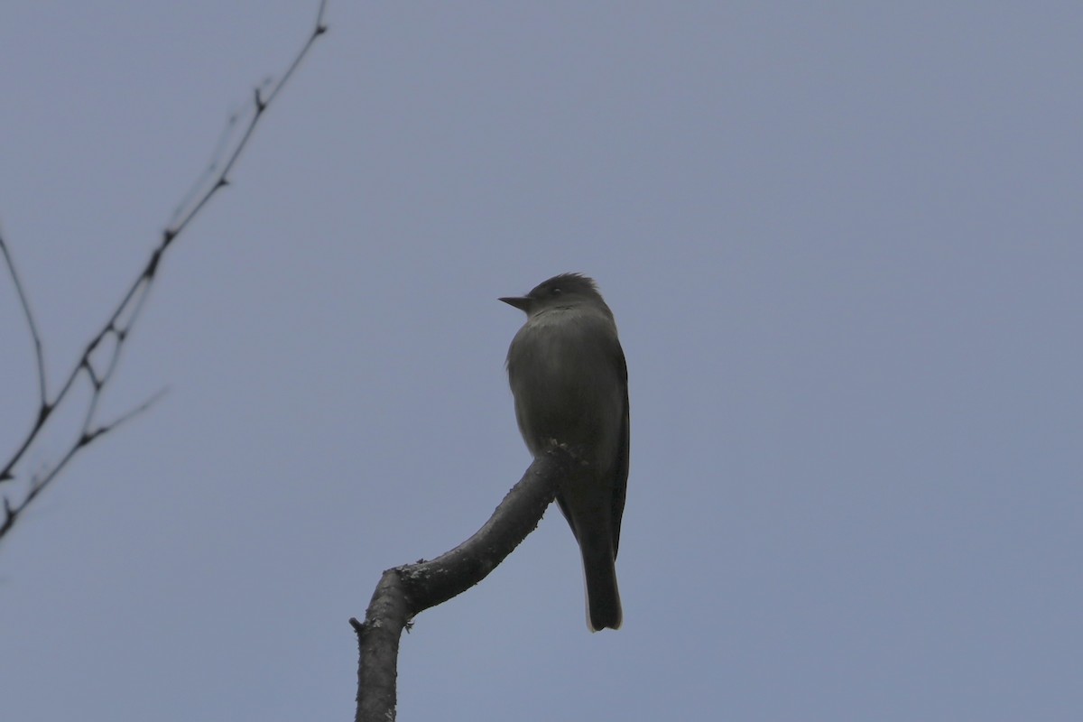 Western Wood-Pewee - Sarah von Innerebner