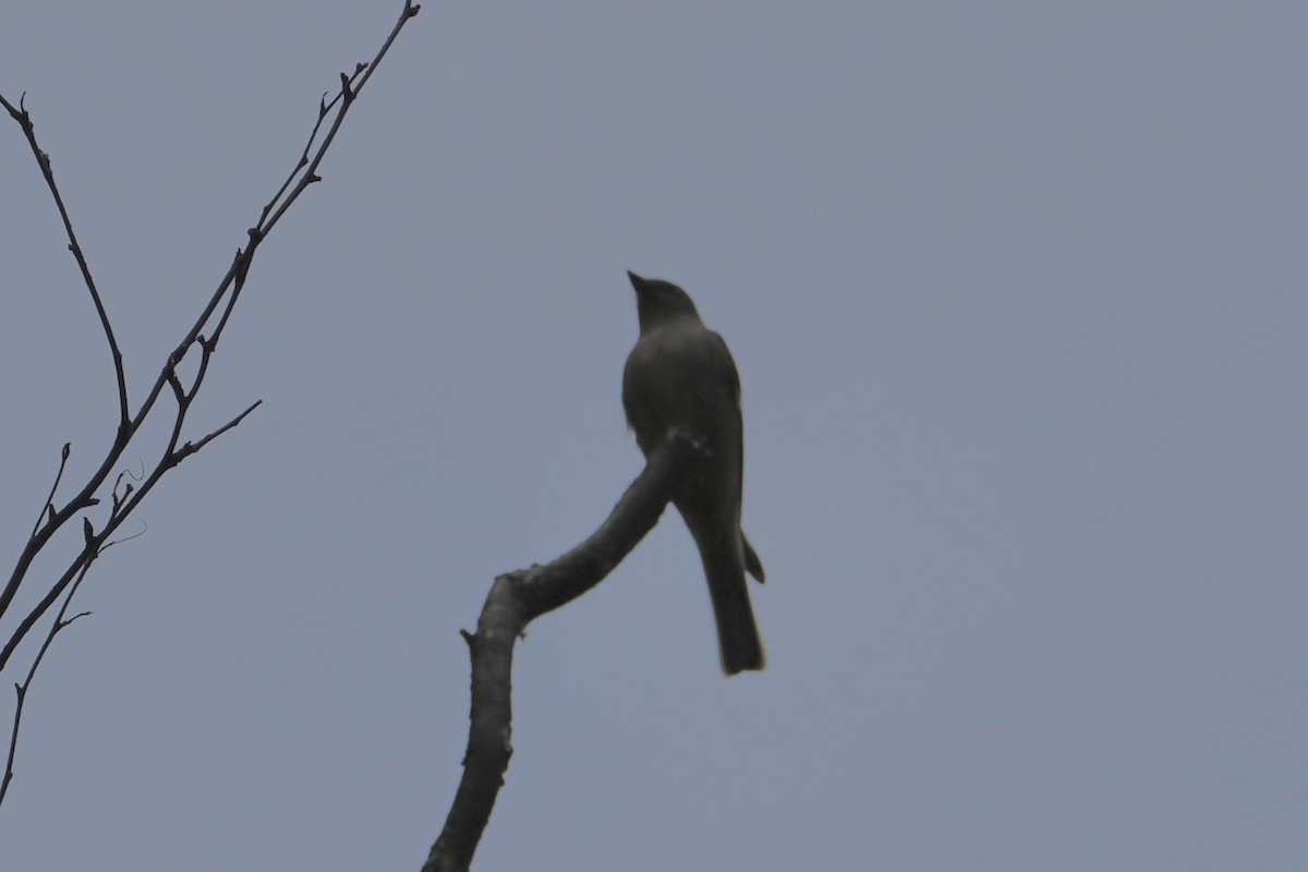 Western Wood-Pewee - Sarah von Innerebner