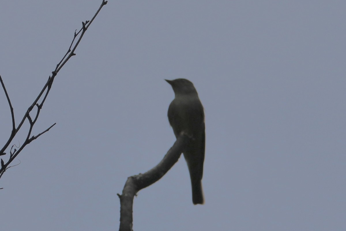 Western Wood-Pewee - Sarah von Innerebner