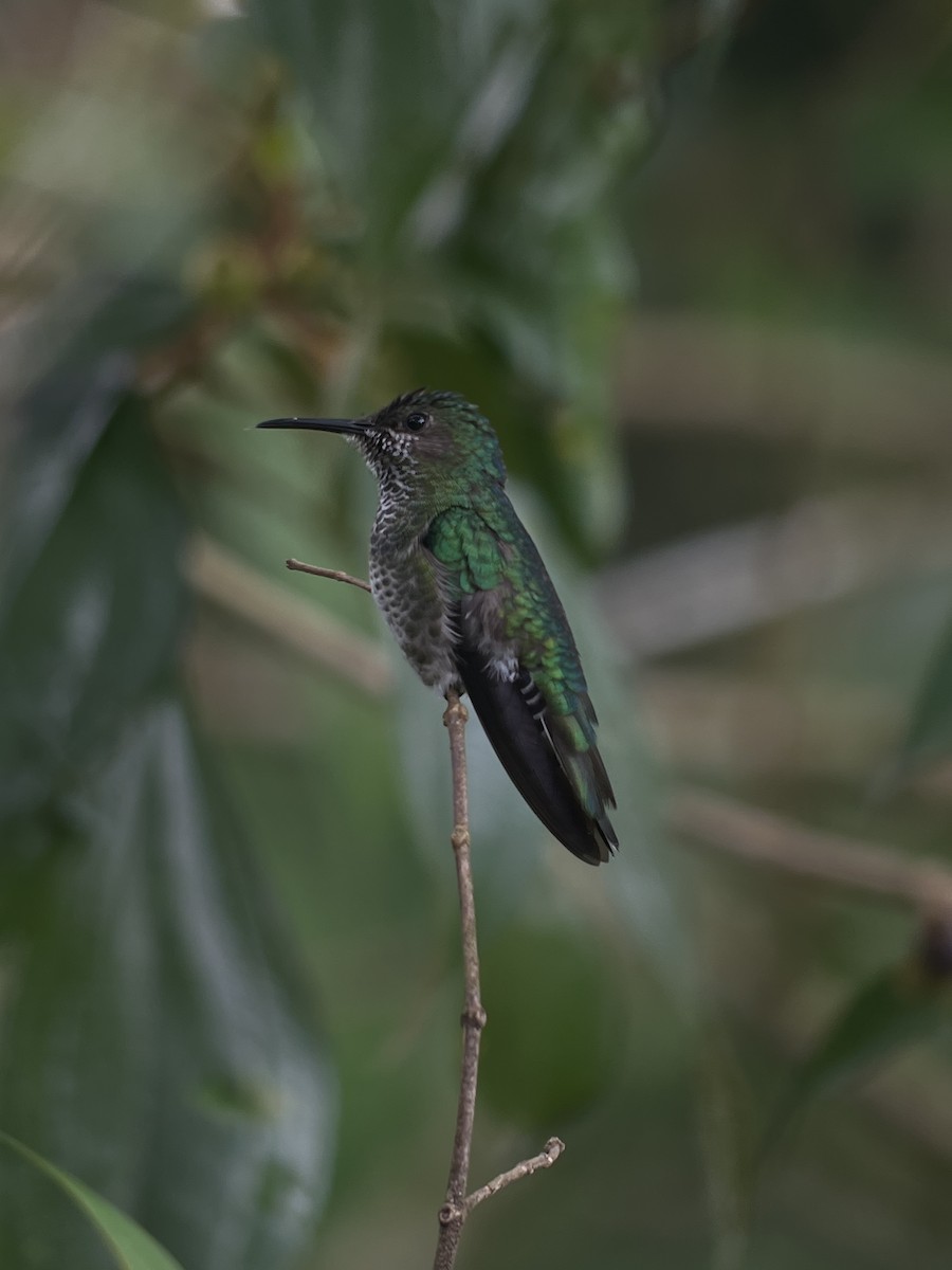 White-necked Jacobin - Rogers "Caribbean Naturalist" Morales