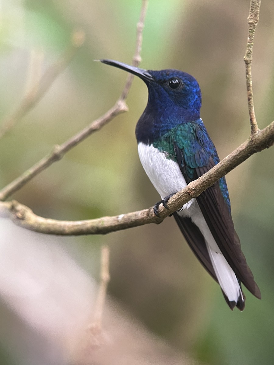 White-necked Jacobin - Rogers "Caribbean Naturalist" Morales