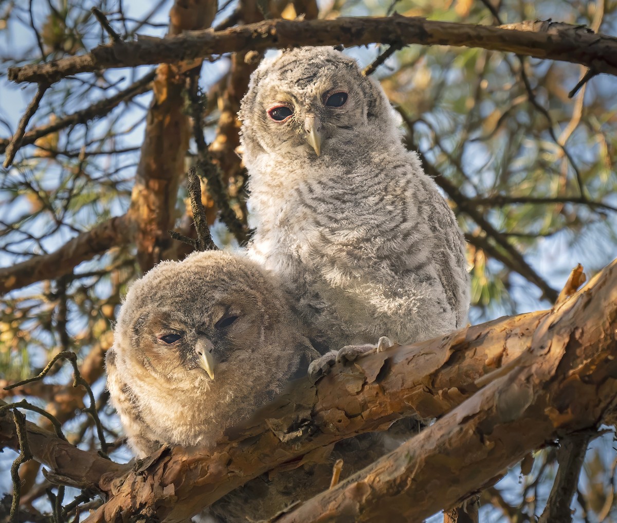 Tawny Owl - ANASTASIYA SAMOKHINA