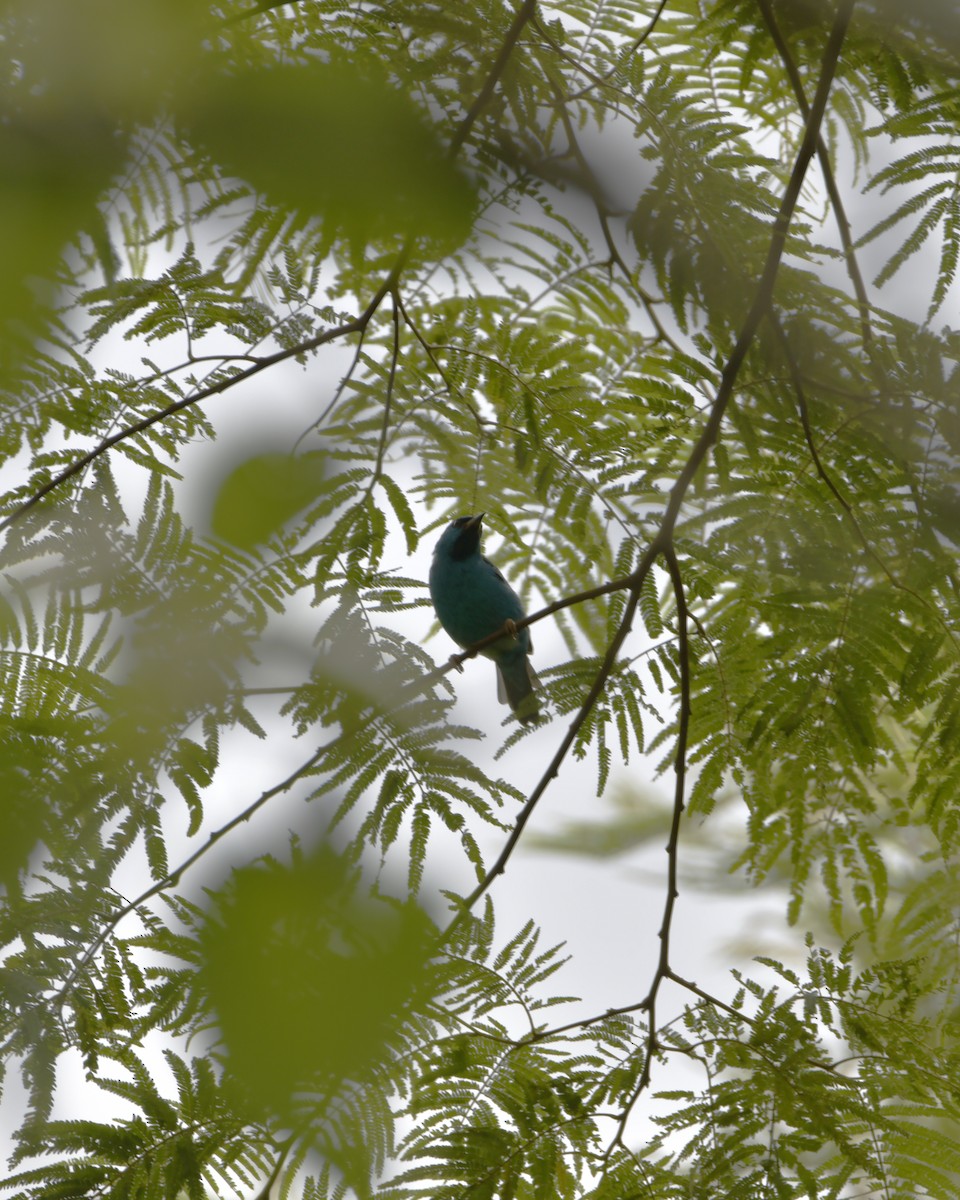 Blue Dacnis - Experiencia Naturaleza Edwin Avella