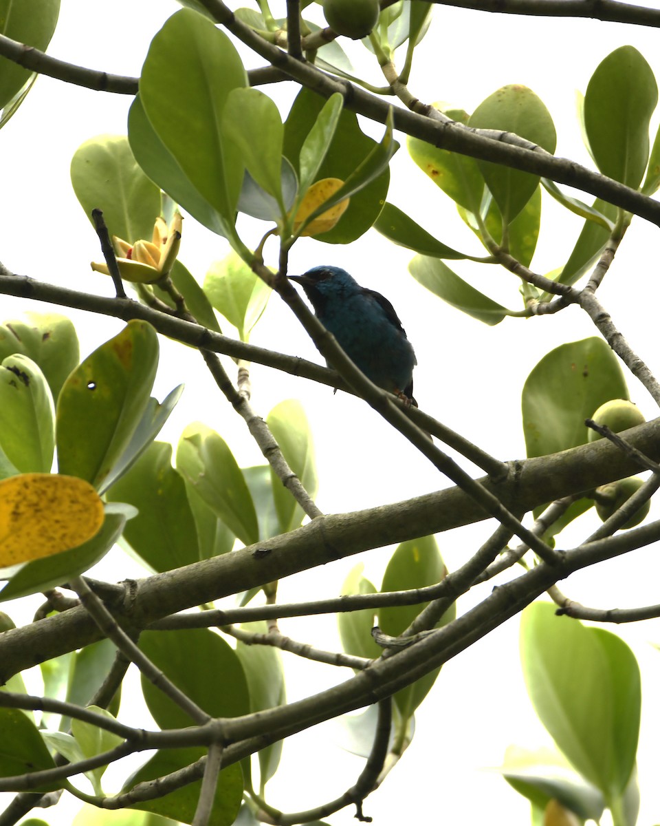 Blue Dacnis - Experiencia Naturaleza Edwin Avella