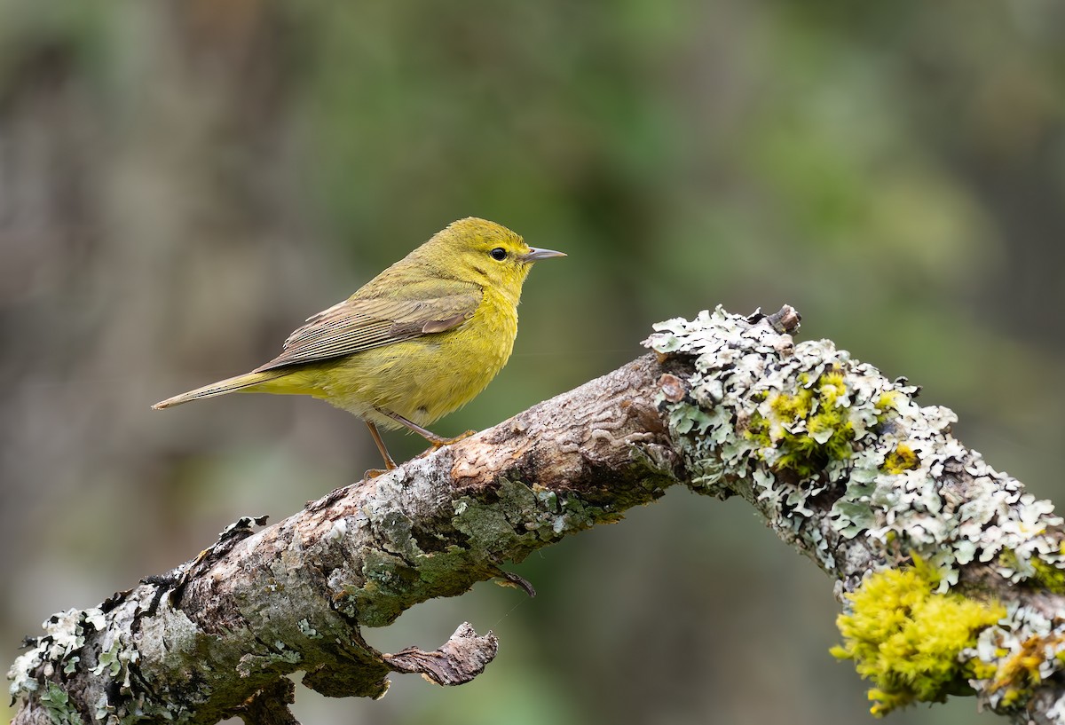 Orange-crowned Warbler - Gordon Hart