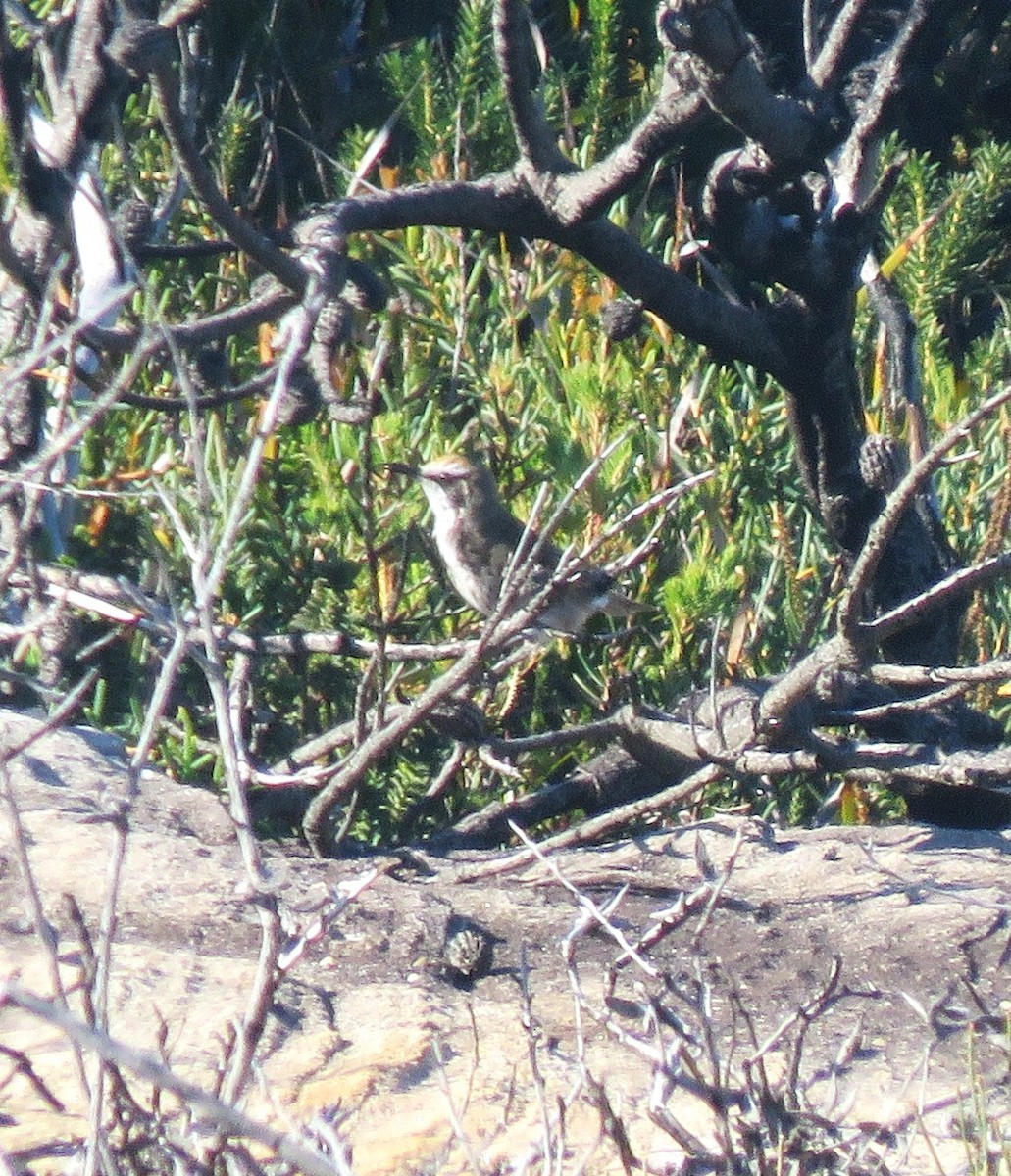 Tawny-crowned Honeyeater - Catherine Hirsch