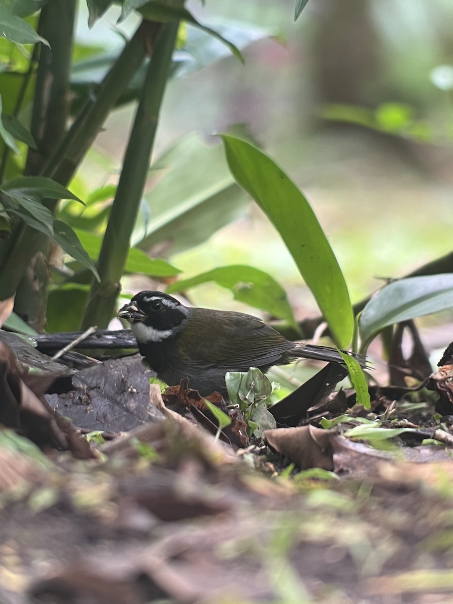 Orange-billed Sparrow - Rogers "Caribbean Naturalist" Morales