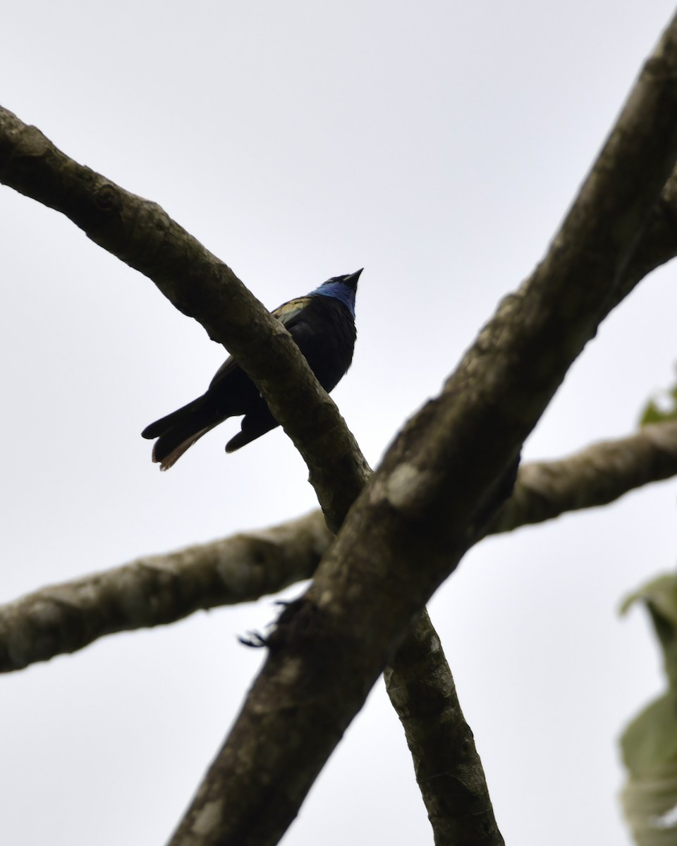 Blue-necked Tanager - Experiencia Naturaleza Edwin Avella