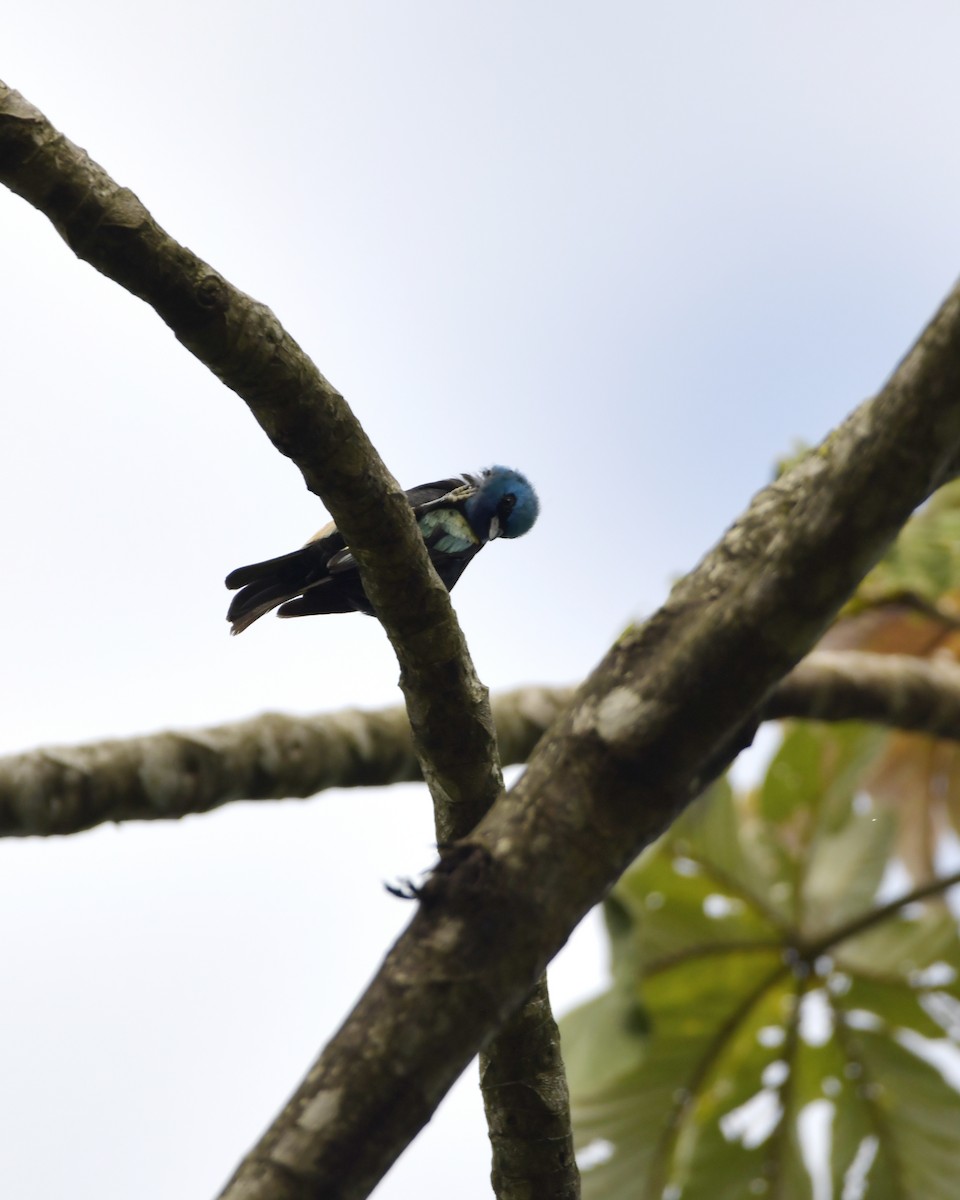 Blue-necked Tanager - Experiencia Naturaleza Edwin Avella
