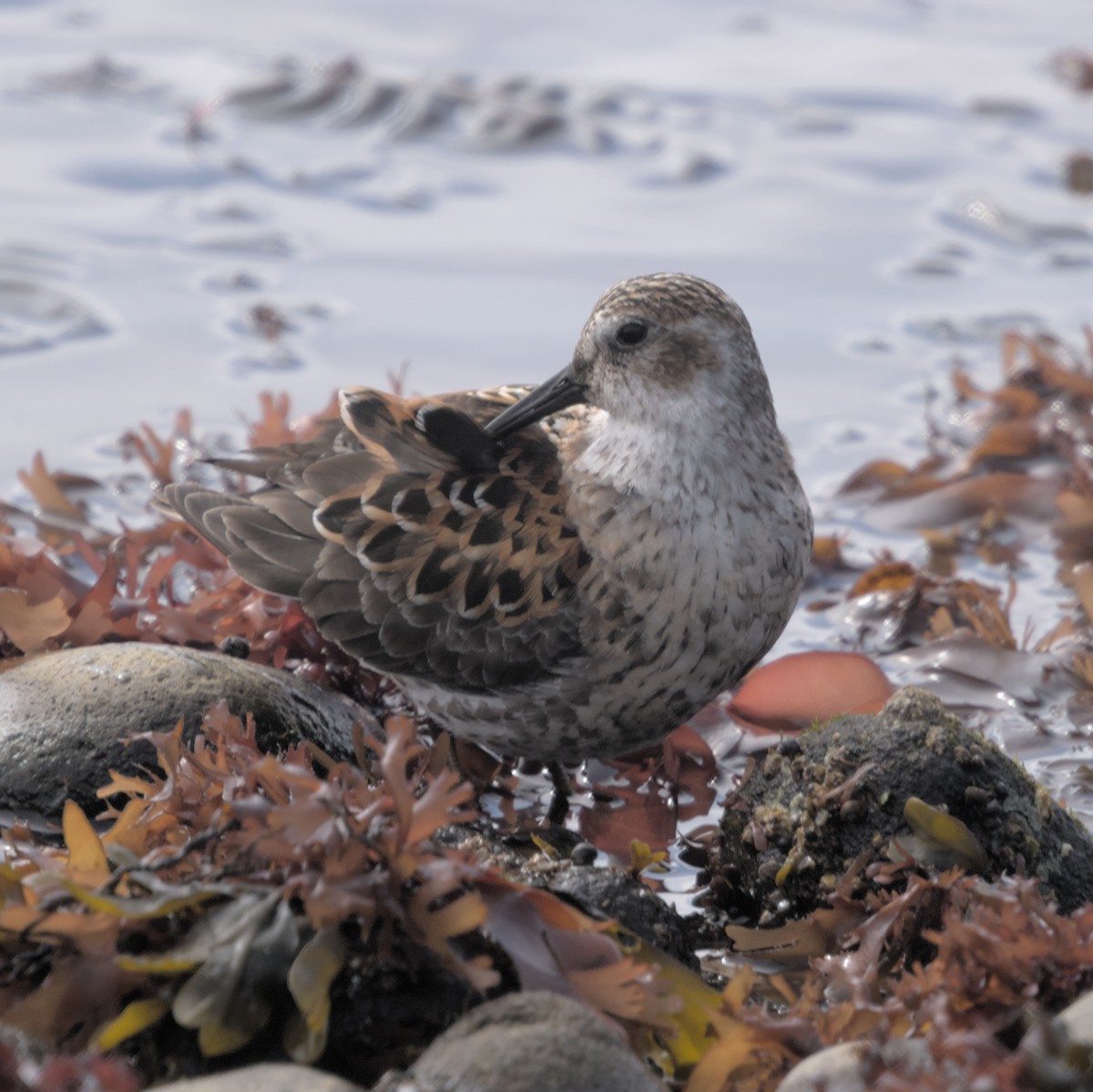 Rock Sandpiper (couesi) - Manuel Morales