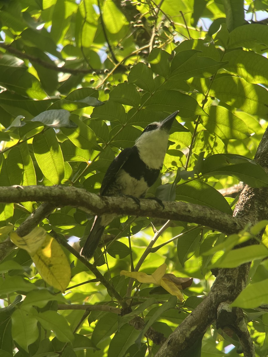 Weißnacken-Faulvogel - ML619661116