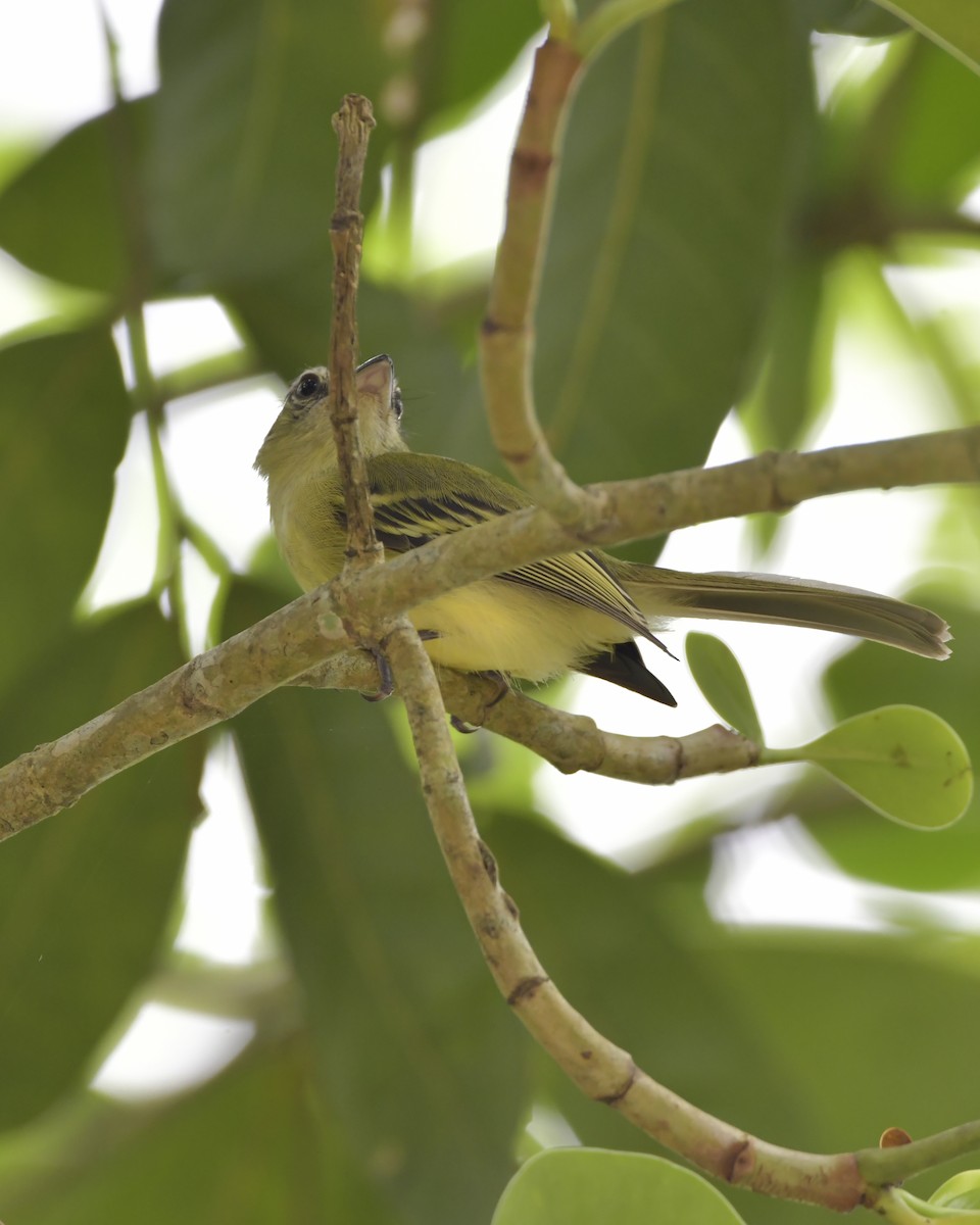 Yellow-olive Flatbill - Experiencia Naturaleza Edwin Avella