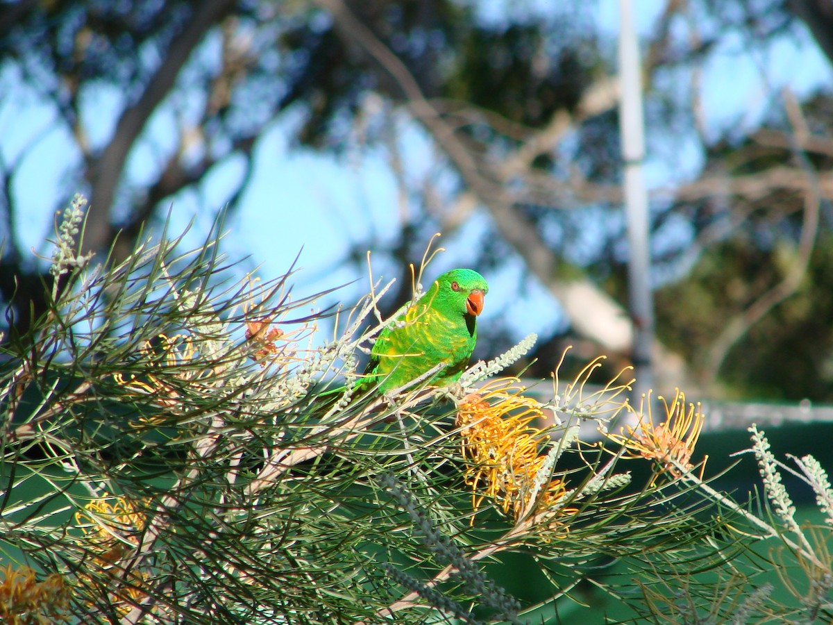 Scaly-breasted Lorikeet - Andrew Bishop