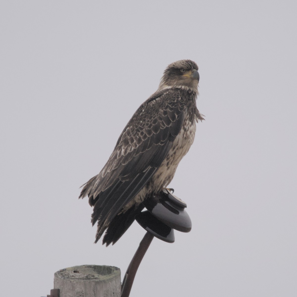 Bald Eagle - Manuel Morales