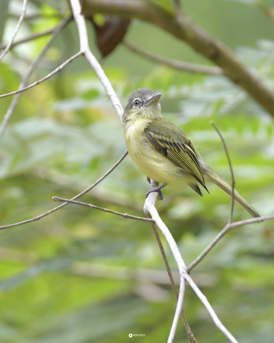 Yellow-olive Flatbill - Experiencia Naturaleza Edwin Avella