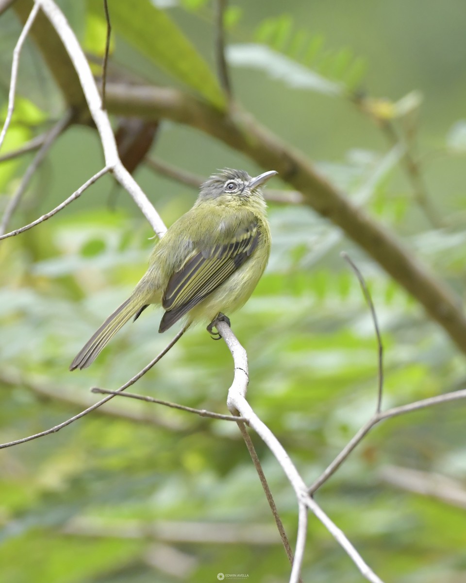 Yellow-olive Flatbill - Experiencia Naturaleza Edwin Avella