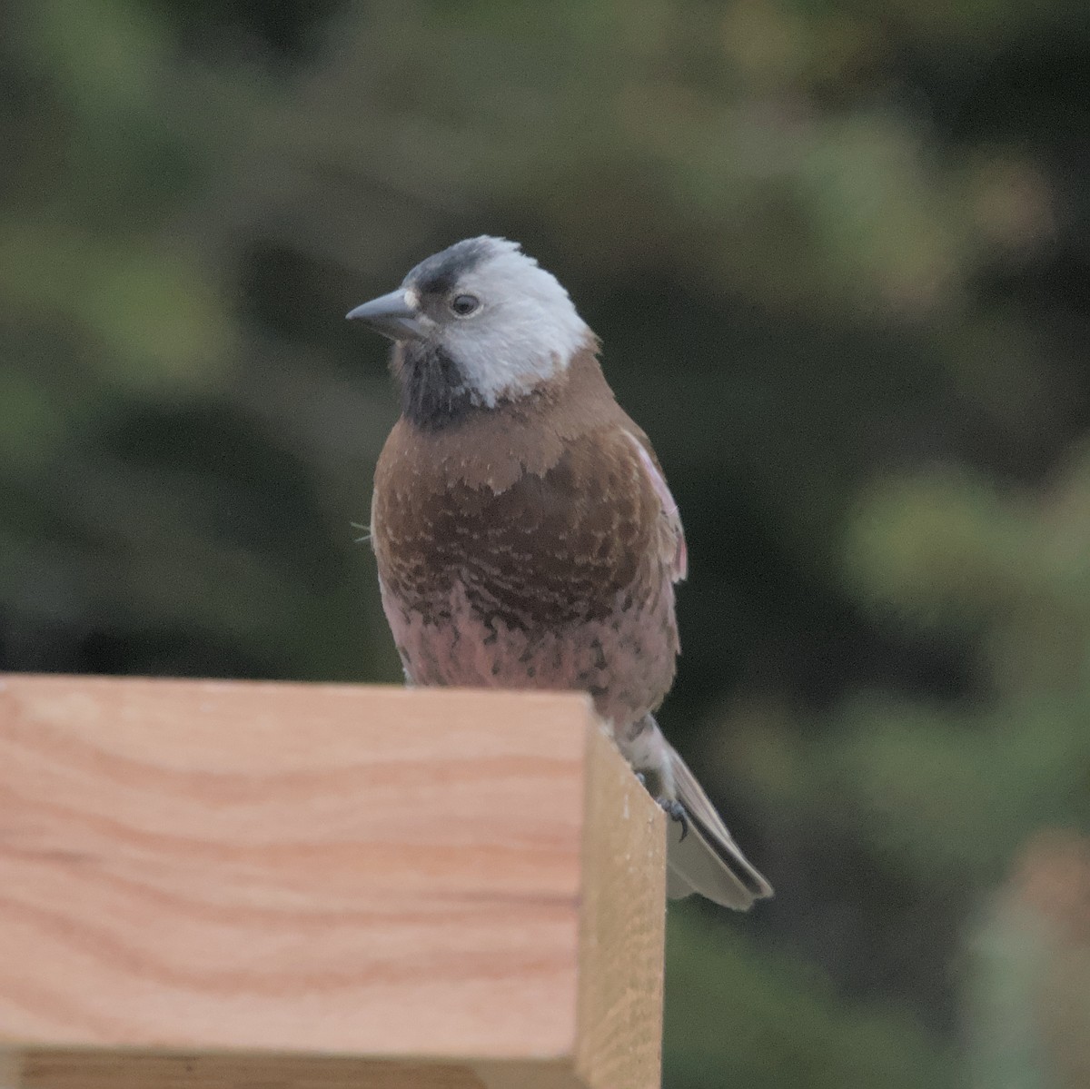 Gray-crowned Rosy-Finch (Aleutian and Kodiak Is.) - Manuel Morales