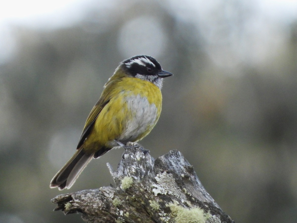 Sooty-capped Chlorospingus - Juan Carlos Melendez