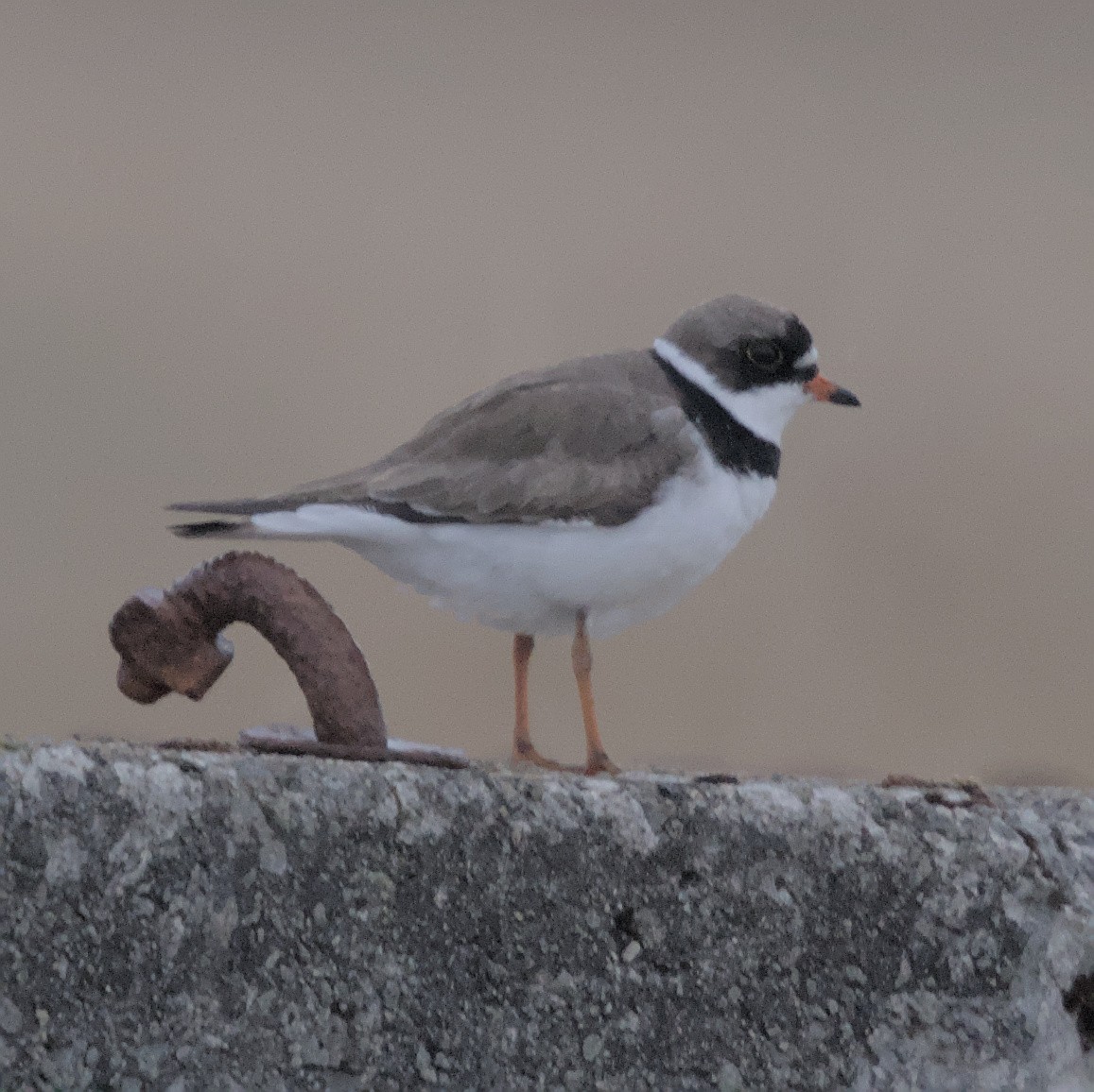 Semipalmated Plover - Manuel Morales