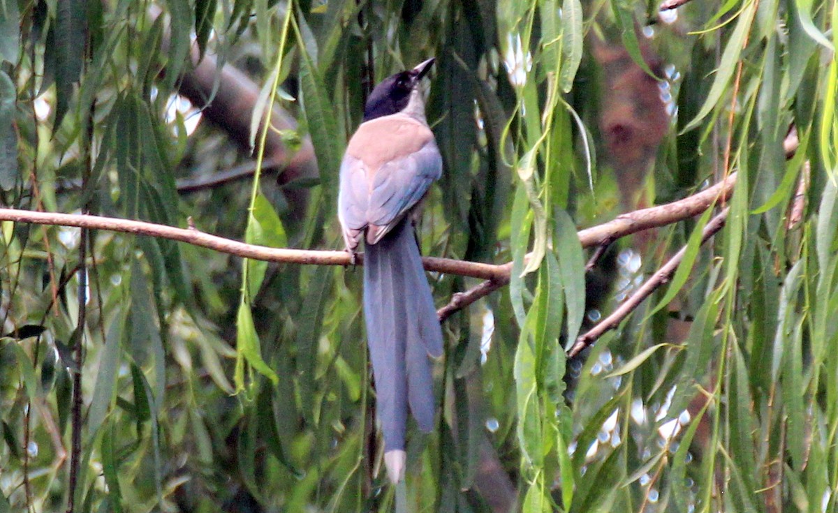 Azure-winged Magpie - Gary Leavens