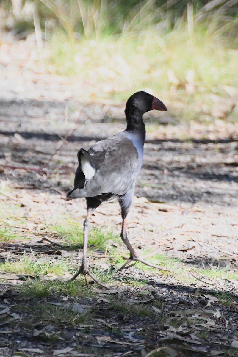 Australasian Swamphen - Michael Louey