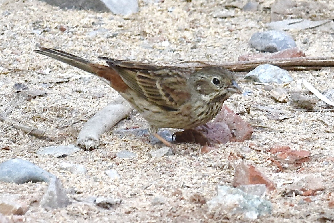 Chestnut-eared Bunting - Chuck Jensen