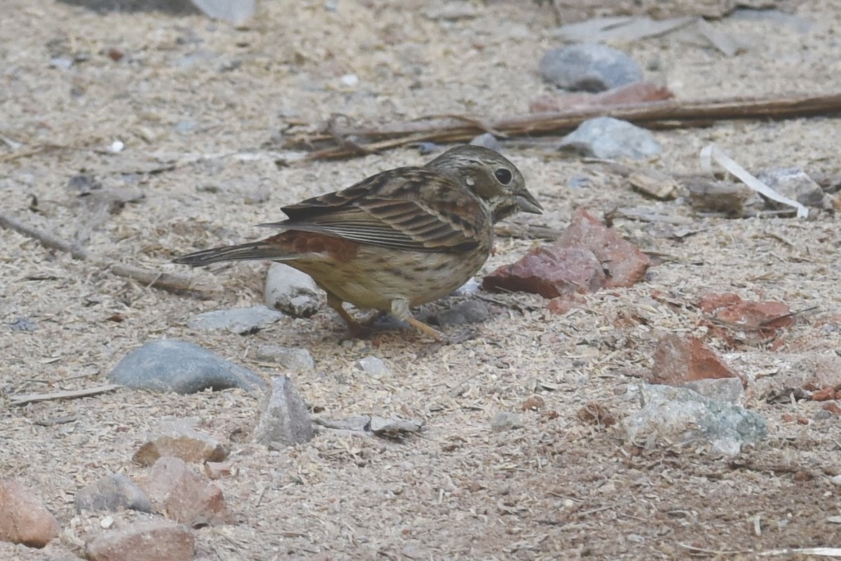 Chestnut-eared Bunting - ML619661154