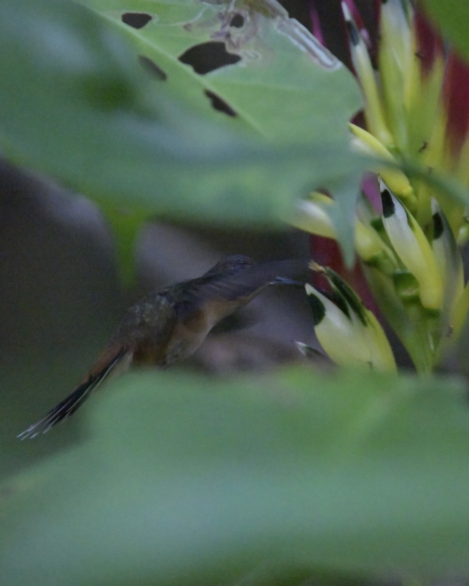 Серогорлый колибри-отшельник - ML619661156