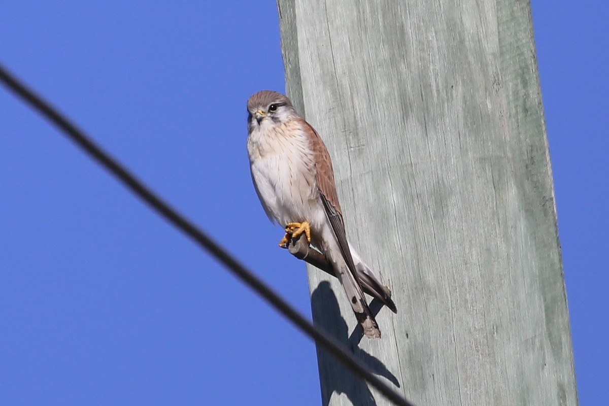 Nankeen Kestrel - Jim Stone