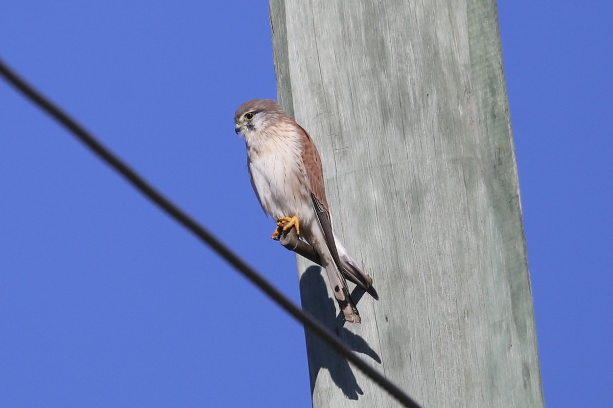 Nankeen Kestrel - Jim Stone