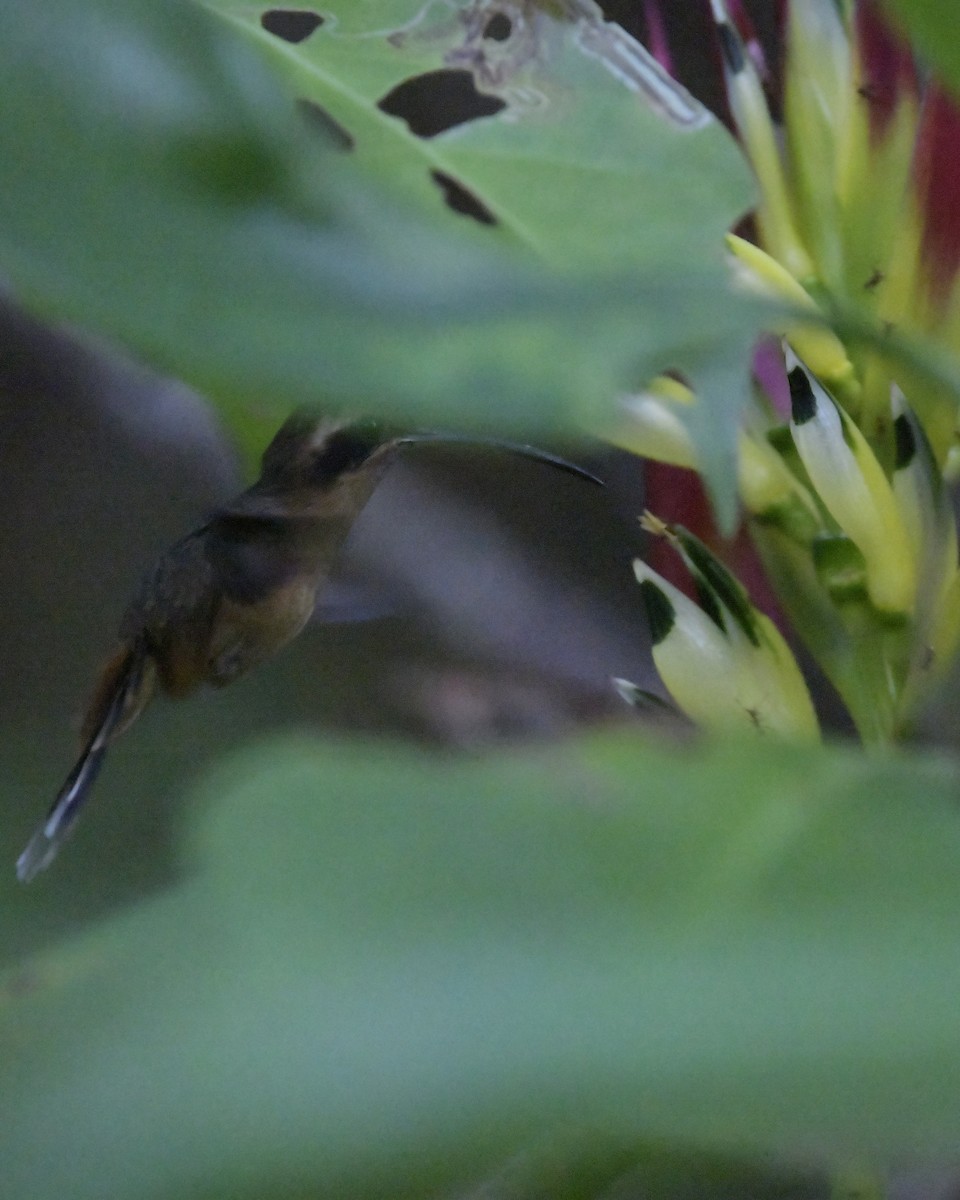 Серогорлый колибри-отшельник - ML619661161