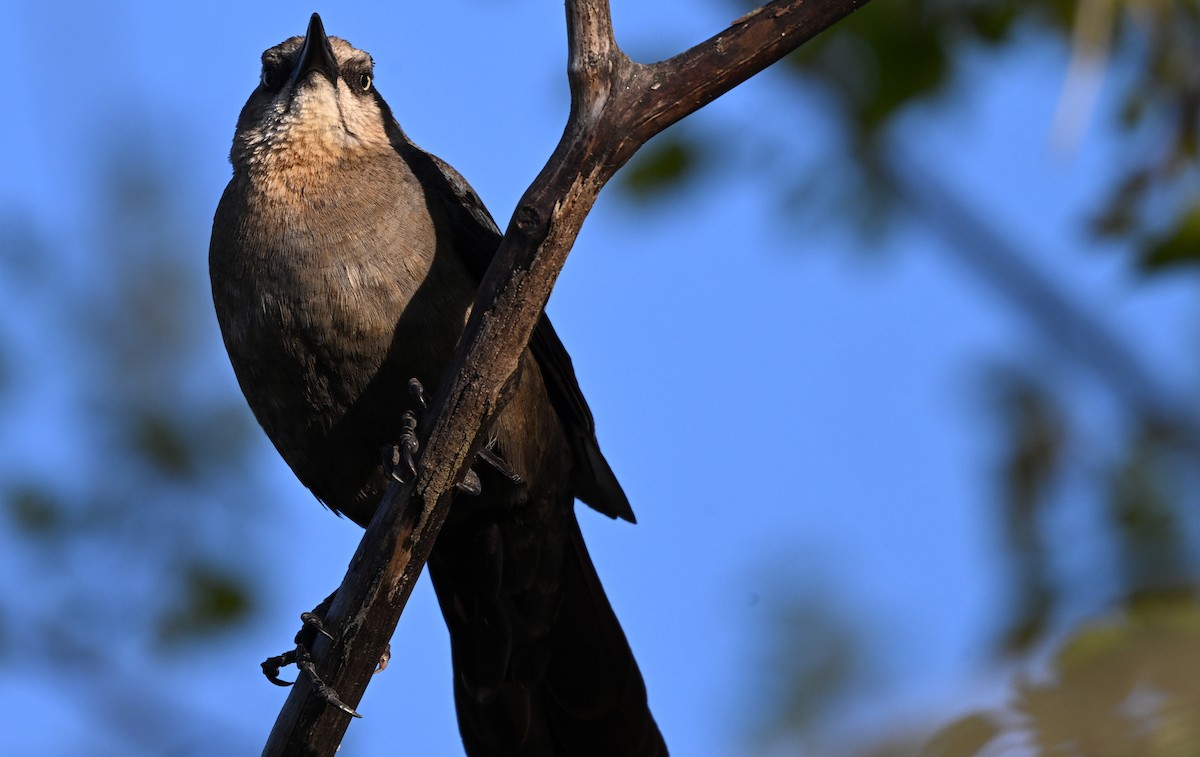 Great-tailed Grackle - James Markham