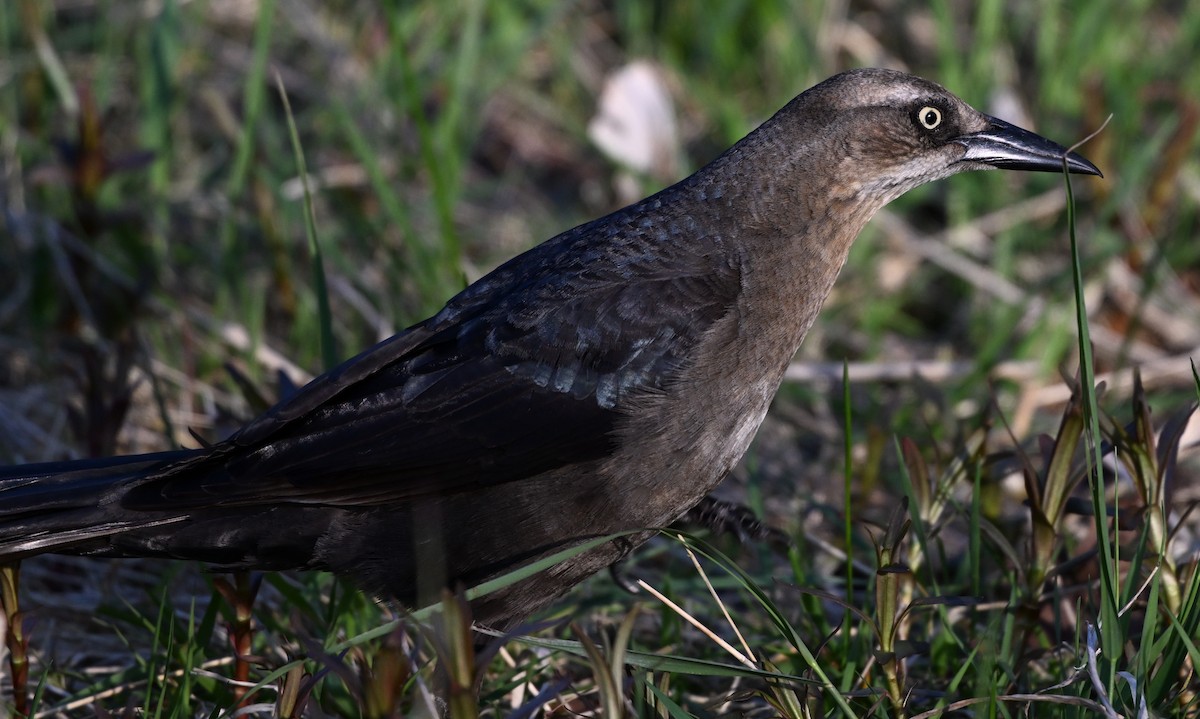 Great-tailed Grackle - James Markham