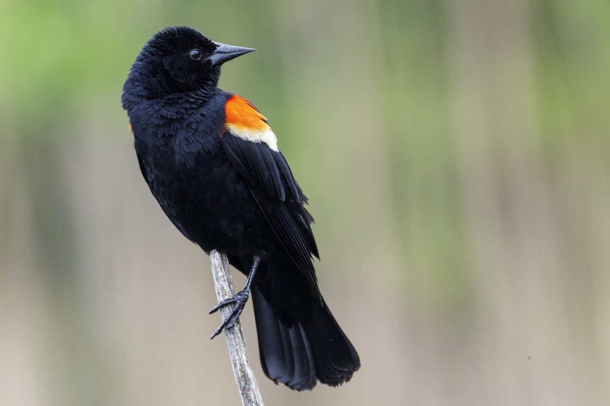 Red-winged Blackbird - Edouard Charbonneau