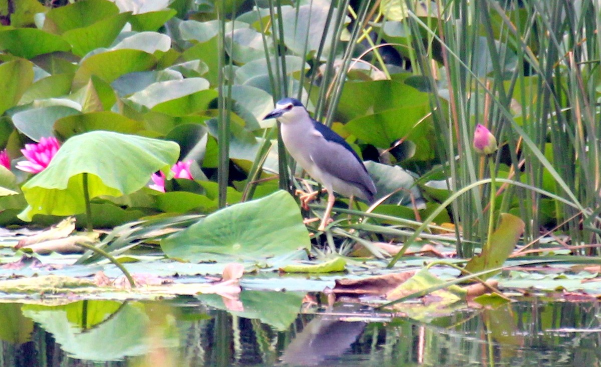 Black-crowned Night Heron - Gary Leavens