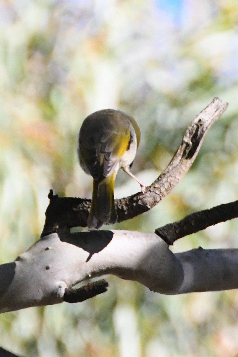 White-plumed Honeyeater - ML619661171