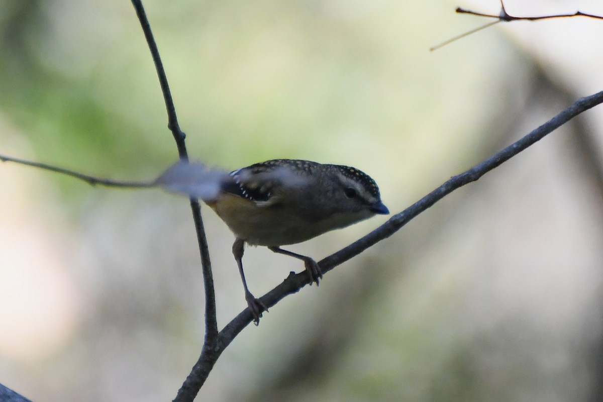 Spotted Pardalote - Michael Louey