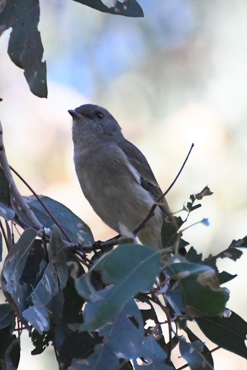 Golden Whistler - Michael Louey