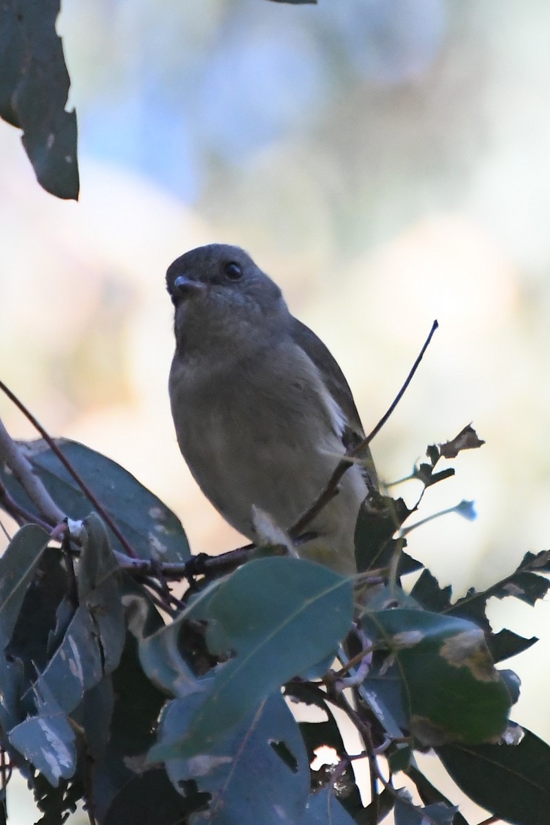 Golden Whistler - Michael Louey