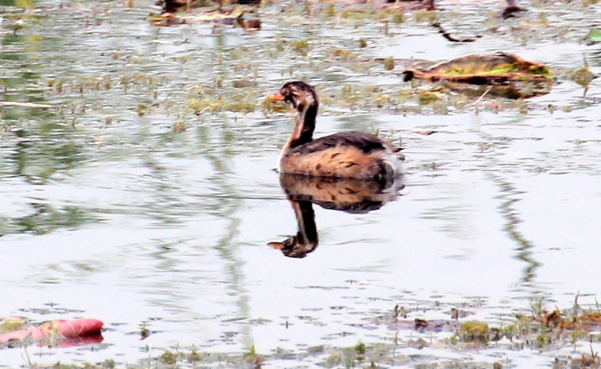 Little Grebe - Gary Leavens