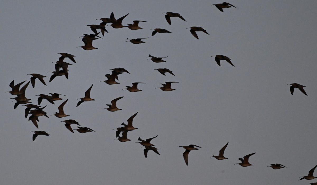 Whimbrel - James Markham