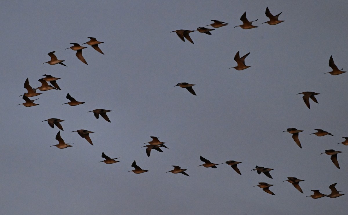 Whimbrel - James Markham