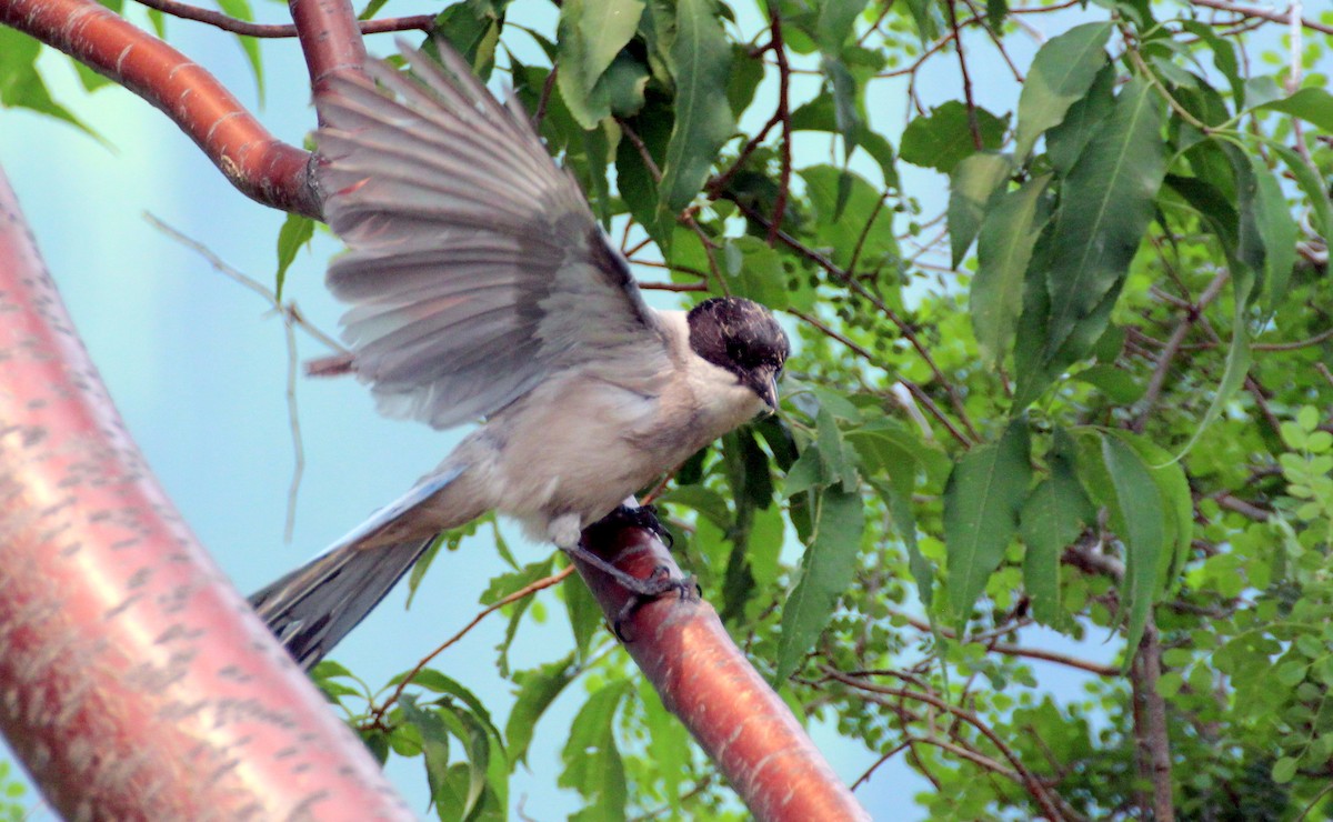 Azure-winged Magpie - ML619661195