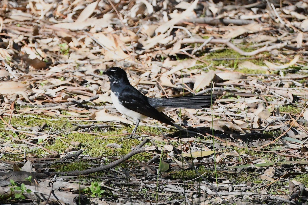 Willie-wagtail - Michael Louey