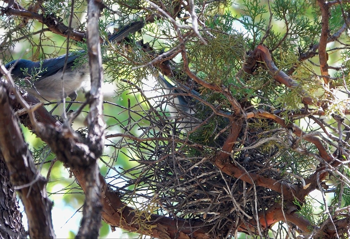 Mexican Jay - Diane Drobka