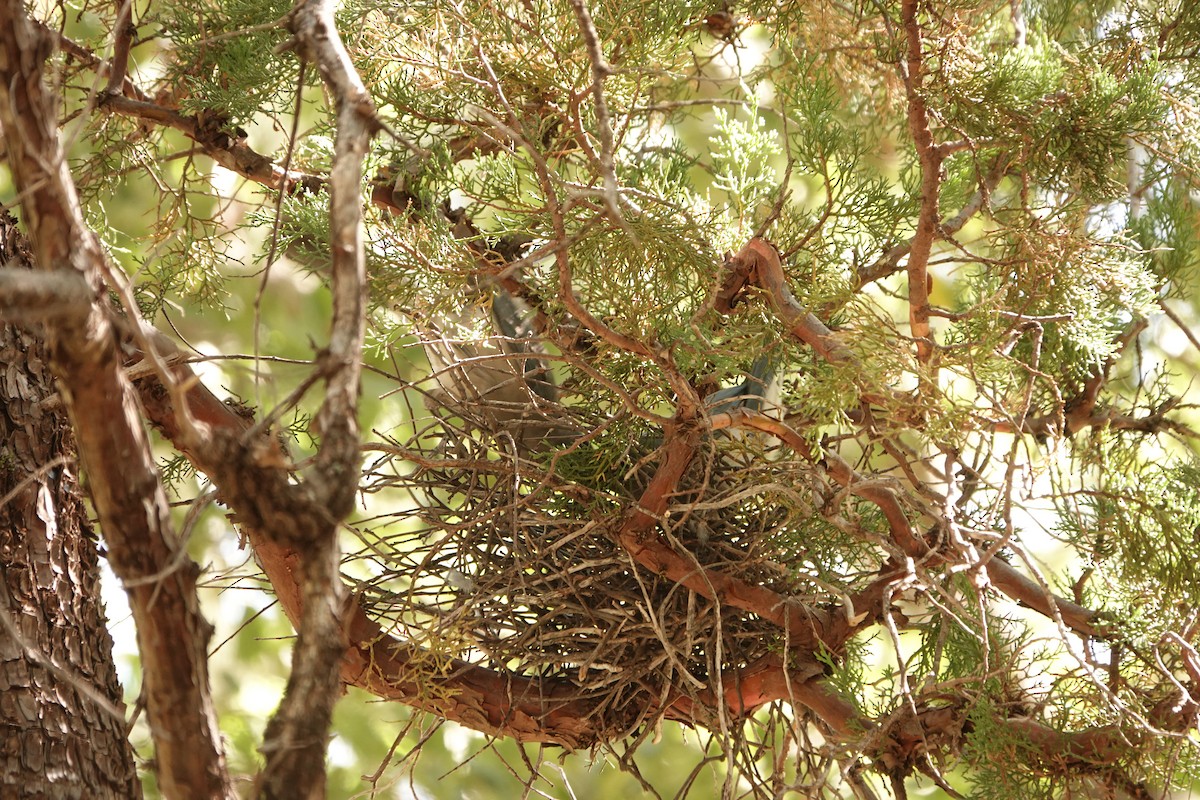 Mexican Jay - Diane Drobka